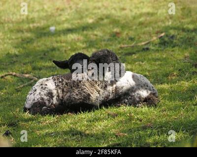 Deux petits agneaux de printemps noirs et blancs se blotissent sur l'herbe dans une zone de lumière du soleil à Cumbria, Angleterre, Royaume-Uni Banque D'Images