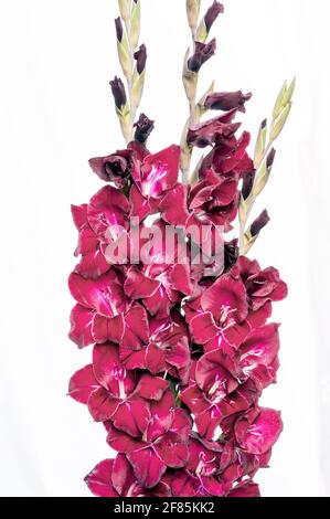 Gros plan de plusieurs pointes de grandes fleurs d'été rouge profond de Gladiolus Espresso sur un fond blanc vivace qui est à moitié robuste Banque D'Images