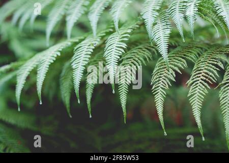 Pounga ou frondes d'arbres avec gouttes de pluie en Nouvelle-Zélande, NZ bush - faible profondeur de champ Banque D'Images