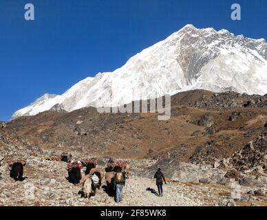 Caravane de yaks sur le chemin du camp de base de l'Everest Et le mont Nuptse - Népal Himalaya montagnes Banque D'Images