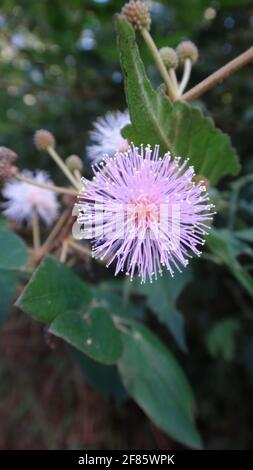 un cliché vertical d'un mimosa pudica rose avec du vert feuilles épaisses Banque D'Images