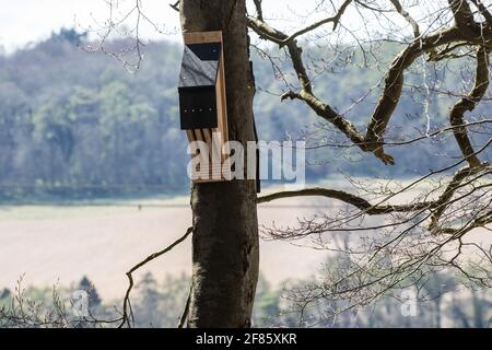 Wendover, Royaume-Uni. 9 avril 2021. Une boîte à chauves-souris est représentée pendant les opérations d'abattage des arbres pour la liaison ferroviaire à grande vitesse HS2 dans Jones Hill Wood. Les travaux d'abattage d'arbres ont commencé cette semaine, malgré la présence de lieux de repos et/ou de sites de reproduction pour les chauves-souris de Pipistrelle, barbastelle, noctule, brunes à longues oreilles et les chauves-souris de natterer, suite à la délivrance d'une licence de chauve-souris aux entrepreneurs de HS2 par Natural England le 30 mars. Crédit : Mark Kerrison/Alamy Live News Banque D'Images