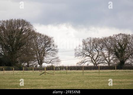 Great Missenden, Royaume-Uni. 9 avril 2021. Un fossé dans une longue rangée de chênes centenaires bordant Leather Lane est illustré où les arbres ont été abattus pour permettre la construction d'une route d'accès temporaire et d'un composé pour la liaison ferroviaire haute vitesse HS2. Suite à la pression des résidents locaux (plus de 40,000 personnes ont signé une pétition pour sauver les arbres), du Conseil de Buckinghamshire et du Chilterns conservation Board, il semble que les plans de HS2 ont été modifiés de manière à préserver certains des arbres le long de la voie de campagne ancienne riche en faune. Crédit : Mark Kerrison/Alamy Live News Banque D'Images