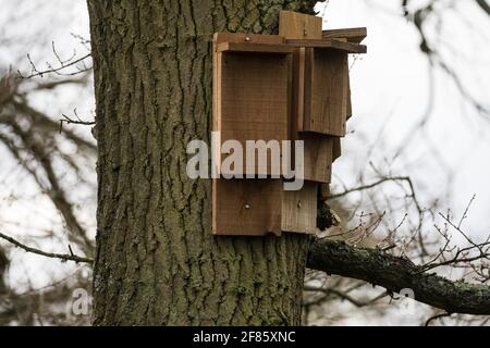 Great Missenden, Royaume-Uni. 9 avril 2021. Une chauve-souris est représentée près d'un site sur Leather Lane où plusieurs chênes centenaires ont été abattus pour permettre la construction d'une route d'accès temporaire et d'un composé pour la liaison ferroviaire à grande vitesse HS2. Suite à la pression des résidents locaux (plus de 40,000 personnes ont signé une pétition pour sauver les arbres), du Conseil de Buckinghamshire et du Chilterns conservation Board, il semble que les plans de HS2 ont été modifiés de manière à préserver certains des arbres le long de la voie de campagne ancienne riche en faune. Crédit : Mark Kerrison/Alamy Live News Banque D'Images