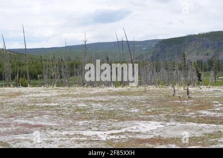 Fin du printemps à Yellowstone : vue vers le sud-ouest depuis le bassin Biscuit du bassin Upper Geyser, en traversant la rivière Little Firehole jusqu'au plateau Madison Banque D'Images