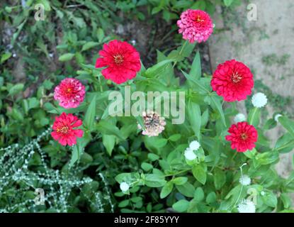 Vue en hauteur de quelques fleurs de zinnia rouge fleurissent dans un usine de zinnia dans le jardin de la maison Banque D'Images