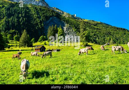Les vaches de pâturage dans les Alpes Suisses Banque D'Images