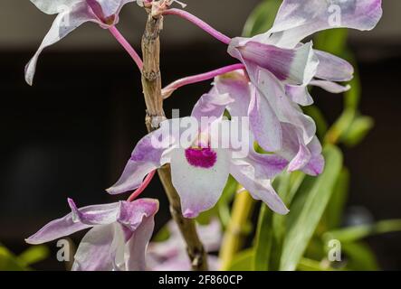 Gros plan de belles orchidées blanches et roses en pleine floraison au début du printemps. Banque D'Images