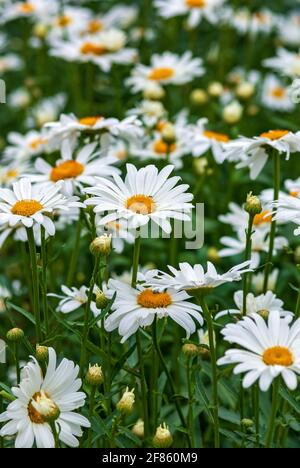 Champ de pâquerettes en fleurs, fleurs sauvages d'été, grenaille verticale Banque D'Images