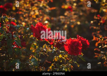 Des roses rouges fleurissent dans le jardin d'été éclairé par le soleil du soir Banque D'Images