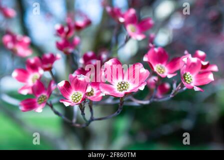 Arbres à cornouiller roses fleuris à Swissvale, Pennsylvanie, États-Unis avec un arrière-plan flou Banque D'Images