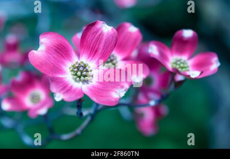 Arbres à cornouiller roses fleuris à Swissvale, Pennsylvanie, États-Unis avec un arrière-plan flou Banque D'Images