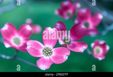 Arbres à cornouiller roses fleuris à Swissvale, Pennsylvanie, États-Unis avec un arrière-plan flou Banque D'Images