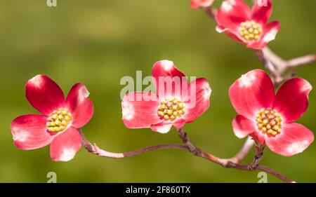 Arbres à cornouiller roses fleuris à Swissvale, Pennsylvanie, États-Unis avec un arrière-plan flou Banque D'Images