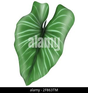 Philodendron Gloriosum en pleine croissance sauvage dans la forêt tropicale isolée sur fond blanc. Velours vert, veine blanche, forme de coeur, feuillage de forêt tropicale. Banque D'Images