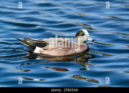 Gros plan d'un canard de Wigeon américain flottant dans un joli lac bleu avec des vagues ondulantes. Banque D'Images