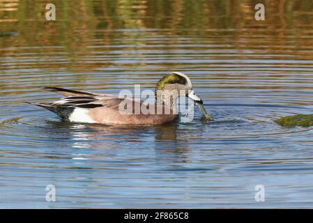 Un canard de Wigeon américain, qui se nourrit dans un étang, tire les plantes aquatiques hors de l'eau pour manger. Banque D'Images