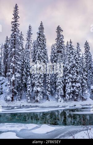 Coucher de soleil sur les arbres enneigés et le ruisseau Toby près d'Invermere dans le parc national Kootenay, en Colombie-Britannique Banque D'Images