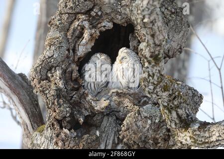 Couple de hibou d'Oural (Strix uralensis japonica) à Hokkaido, au nord du Japon Banque D'Images