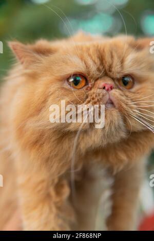 Photo verticale d'un chat persan au gingembre mignon Banque D'Images