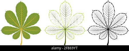 Ensemble de feuilles de châtaignier différentes. Inclut des feuilles colorées, de contour et de contour noir. Illustration de Vecteur