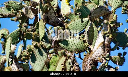 Cactus à la gare de Darwin à Puerto Ayora, île de Santa Cruz, Galapagos, Équateur Banque D'Images