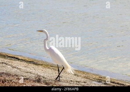 Great White Egret marche sur une plage de sable en Floride Banque D'Images