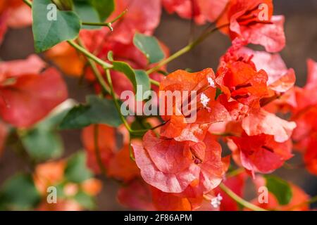 Les bougainvilliers colorés fleurissent de près lors d'une journée ensoleillée Banque D'Images
