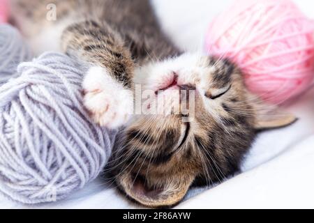 Chat mignon dormant avec des pelotes roses et grises de filet sur lit blanc Banque D'Images