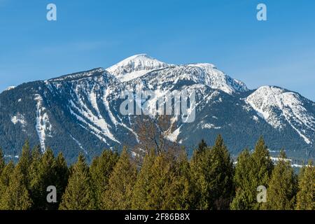 Hautes montagnes avec neige sur le ciel bleu clair derrière les arbres Colombie-Britannique Canada. Banque D'Images
