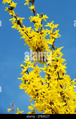 Forsythia x Goldrausch intermedia Banque D'Images