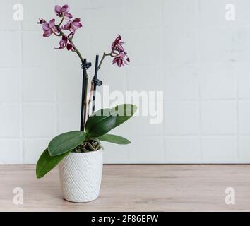 Gros plan de l'orchidée phalaenopsis pourpre dans le pot sur la table Banque D'Images