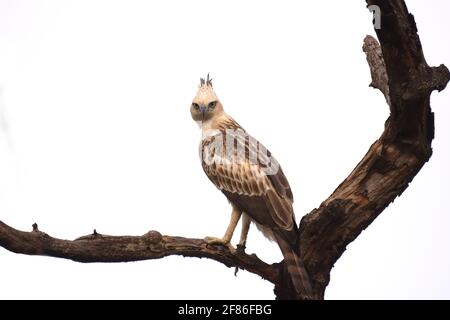 Faucon-aigle à crête reposant sur la recherche au parc national de Bandhavgarh, Inde Banque D'Images