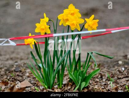 Berlin, Allemagne. 11 avril 2021. Des jonquilles jaunes, soutenus par une barrière rouge et blanche, se trouvent sur la route de Grimmstraße, dans le quartier Kreuzberg de Berlin. Credit: Stefan Jaitner/dpa/Alay Live News Banque D'Images