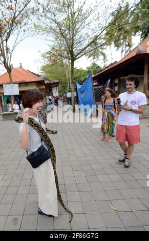 Un touriste japonais enveloppé d'un grand serpent python à Bali, en Indonésie. Banque D'Images