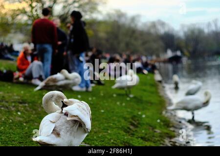 Berlin, Allemagne. 11 avril 2021. Les cygnes se tiennent à côté des gens, dont certains profitent de la soirée sur les rives de l'Urbahnhafen dans le district de Kreuzberg sans la distance de sécurité prescrite et sans couvrir leurs bouches ou leurs nez. Credit: Stefan Jaitner/dpa/Alay Live News Banque D'Images