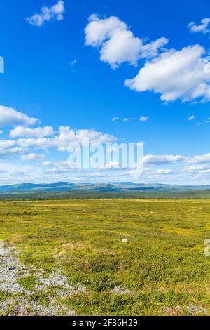 Vue aérienne sur une lande en été Banque D'Images