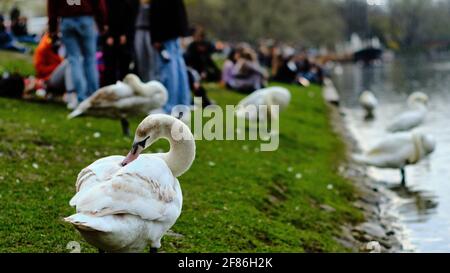 Berlin, Allemagne. 11 avril 2021. Les cygnes se tiennent à côté des gens, dont certains profitent de la soirée sur les rives de l'Urbahnhafen dans le district de Kreuzberg sans la distance de sécurité prescrite et sans couvrir leurs bouches ou leurs nez. Credit: Stefan Jaitner/dpa/Alay Live News Banque D'Images