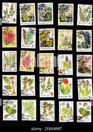 Ukraine, Kiyiv - 11 avril 2020 : série de vieux timbres de l'époque de l'URSS vers 1980.Tampon isolé sur fond noir.Timbres-poste botaniques.Fleurs, plantes, botanique, nature, feuilles d'arbres. Banque D'Images