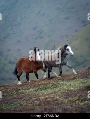 Chevaux sauvages jouant dans les collines de Shropshire Banque D'Images