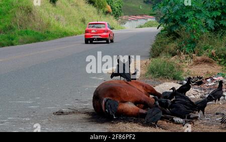 Itabuna, bahia / brésil - 19 juin 2012: Des vautours sont vus en train de commising un cadavre de cheval mort sur l'autoroute BR 414 dans la ville d'Itabuna. Un danger pour Banque D'Images