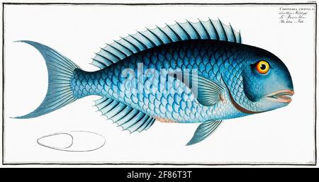 Bleu-Fish (Coryphaena coerulea) (1785-1797) par Marcus Elieser Bloch. Banque D'Images