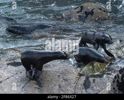 Seals Colony, baie de Tauranga, Île du Sud, Nouvelle-Zélande, 5 avril, 2021 - phoques à fourrure de Nouvelle-Zélande à la colonie de phoques du Cap-Foulwind dans la baie de Tauranga près de Westport sur la côte ouest de la Nouvelle-Zélande. Crédit : Rob Taggart/Alamy Banque D'Images