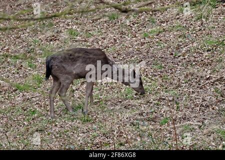 Femme en jachère Deer Forest of Dean UK Banque D'Images