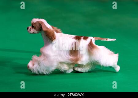 Cocker américain lors d'une exposition canine Banque D'Images