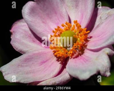 Fleur Macro d'une fleur de vent japonaise rose pâle sur fond sombre, mettant en valeur ses pétales roses chatoyants, ses étamines jaune vif et son centre rond Banque D'Images