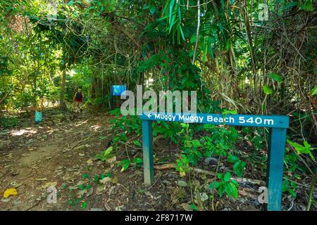 Sentier de randonnée jusqu'à la plage de muggy à travers la forêt tropicale sur Dunk Island, Queensland, Queensland, Australie Banque D'Images