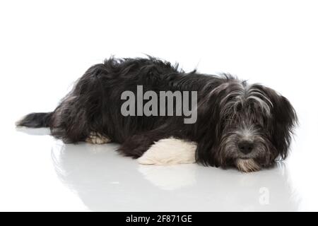 joli chien de race croisée isolé sur fond blanc Banque D'Images