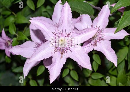 Fleur de clematis rose en inflorescence en gros plan, vue en soirée. Mise au point sélective Banque D'Images