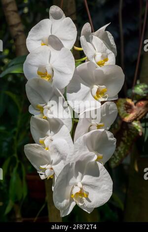 Phalaenopsis amabilis Moth Orchid fleurs blanches, famille: Orchidaceae Banque D'Images